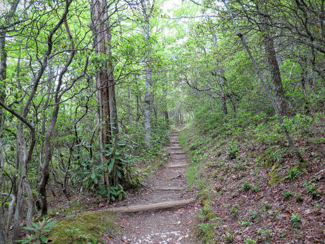 Picture 72 of Mt Cammerer and Big Creek Hike 052816