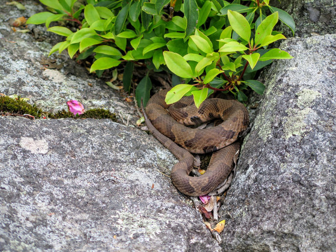 Rattlesnake