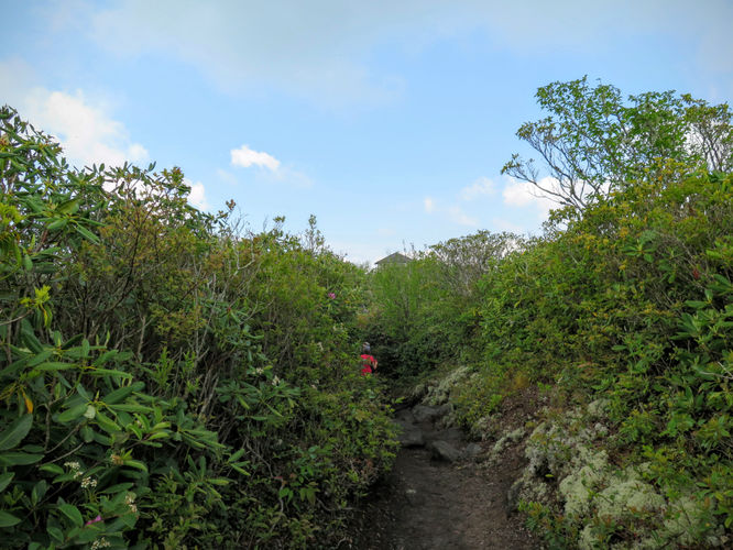 Picture 47 of Mt Cammerer and Big Creek Hike 052816