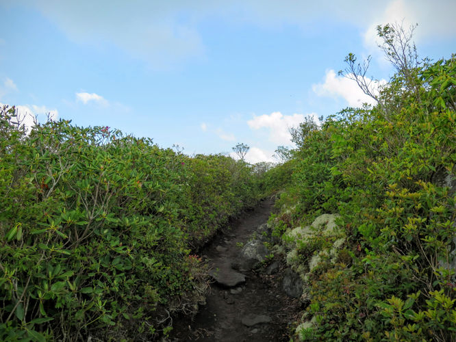 Picture 46 of Mt Cammerer and Big Creek Hike 052816