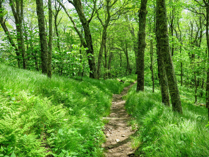 Picture 44 of Mt Cammerer and Big Creek Hike 052816