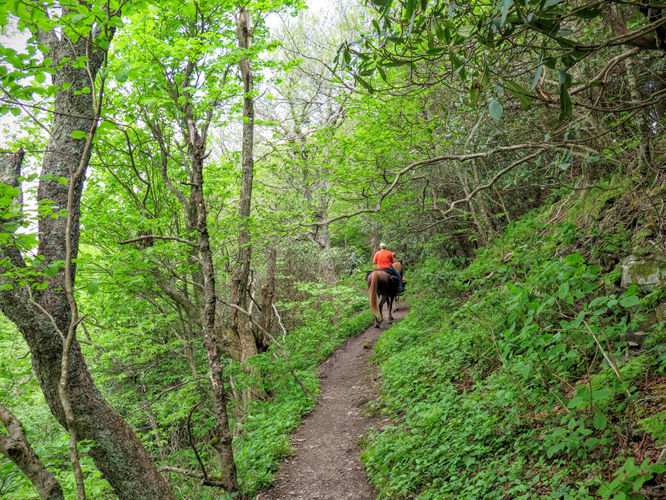 Picture 43 of Mt Cammerer and Big Creek Hike 052816