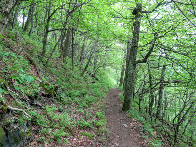 Picture 42 of Mt Cammerer and Big Creek Hike 052816