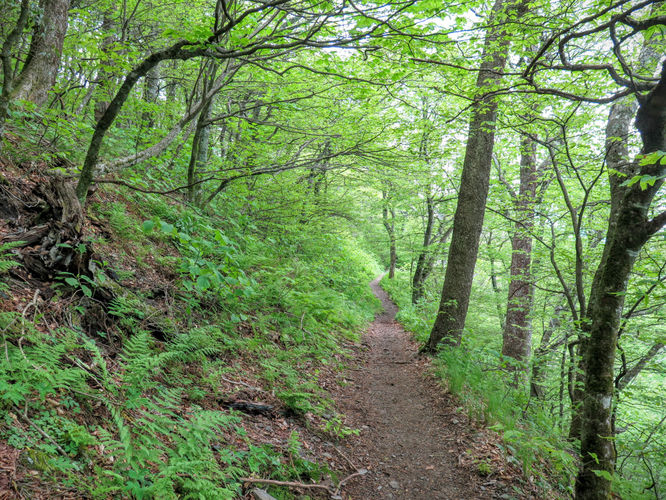 Picture 41 of Mt Cammerer and Big Creek Hike 052816