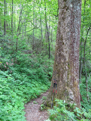 Picture 39 of Mt Cammerer and Big Creek Hike 052816