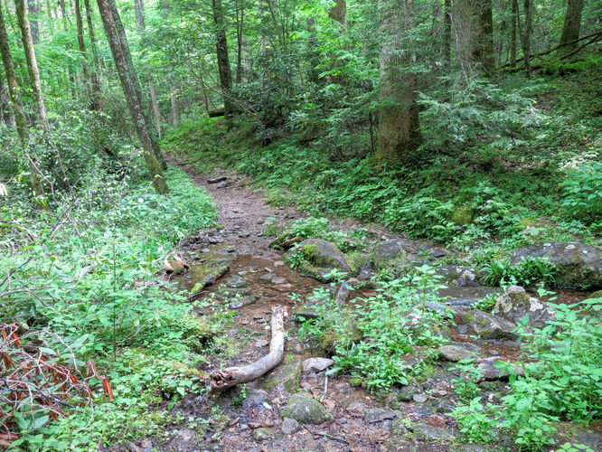 Picture 37 of Mt Cammerer and Big Creek Hike 052816