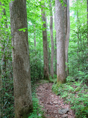 Picture 35 of Mt Cammerer and Big Creek Hike 052816