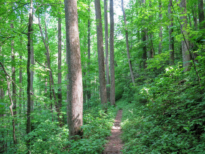 Picture 34 of Mt Cammerer and Big Creek Hike 052816