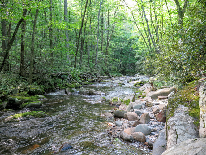 Picture 22 of Mt Cammerer and Big Creek Hike 052816
