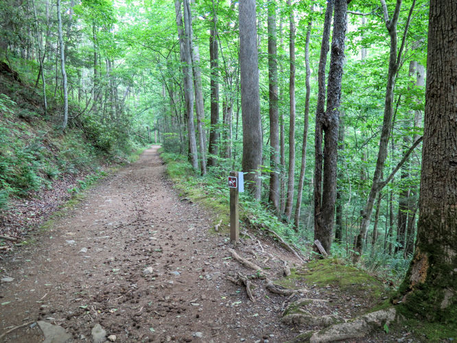 Picture 7 of Mt Cammerer and Big Creek Hike 052816