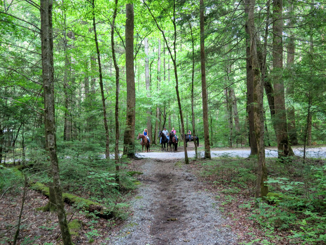 Picture 5 of Mt Cammerer and Big Creek Hike 052816