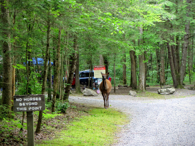 Picture 4 of Mt Cammerer and Big Creek Hike 052816