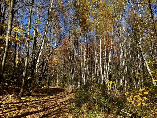 Picture 3 of Mt Greylock via Gould Trail Oct 18 2026