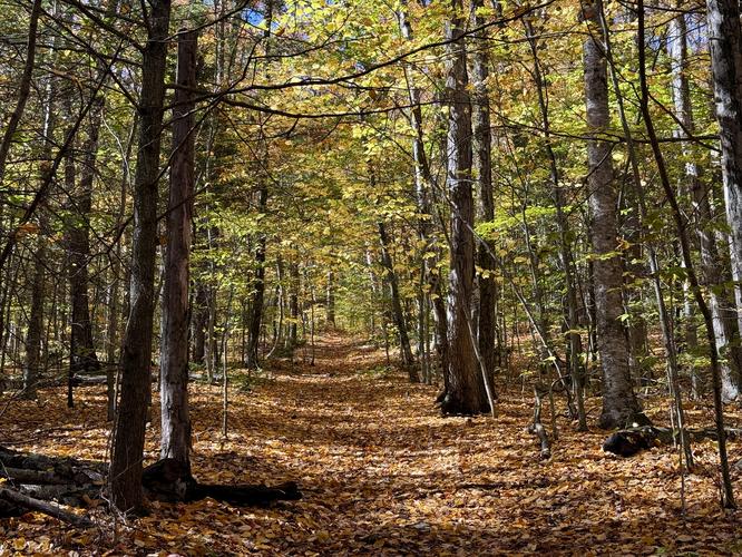 Picture 9 of Mt Greylock via Gould Trail Oct 18 2026