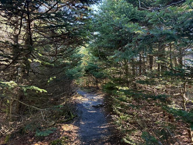 Picture 17 of Mt Greylock via Gould Trail Oct 18 2026