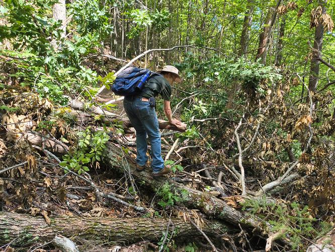 Fallen trees across the trail 