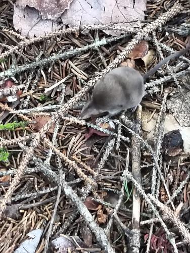 Tiny vole along the trail no bigger than my thumbnail 