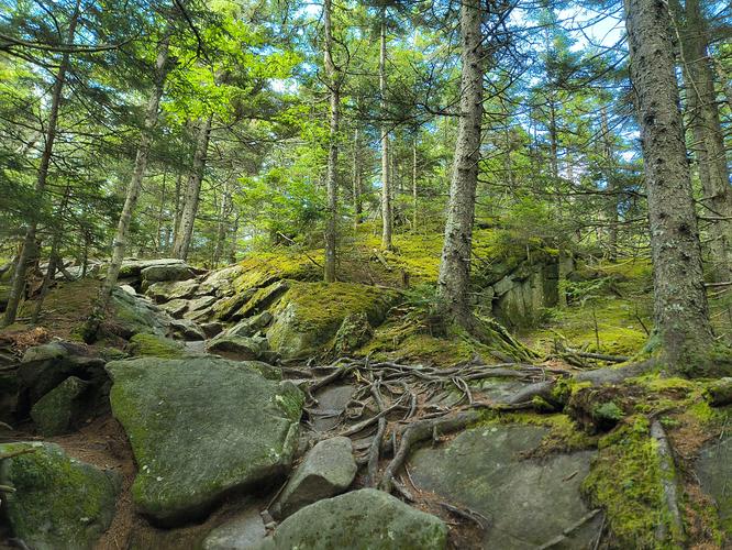 Roots and rocks 