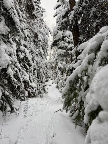 Hiking through snow-covered evergreens on to Mt Marcy