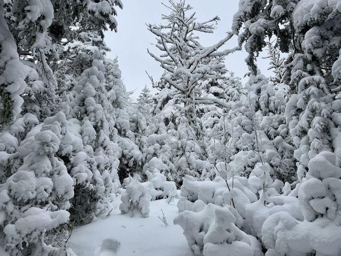 Trees covered in snow