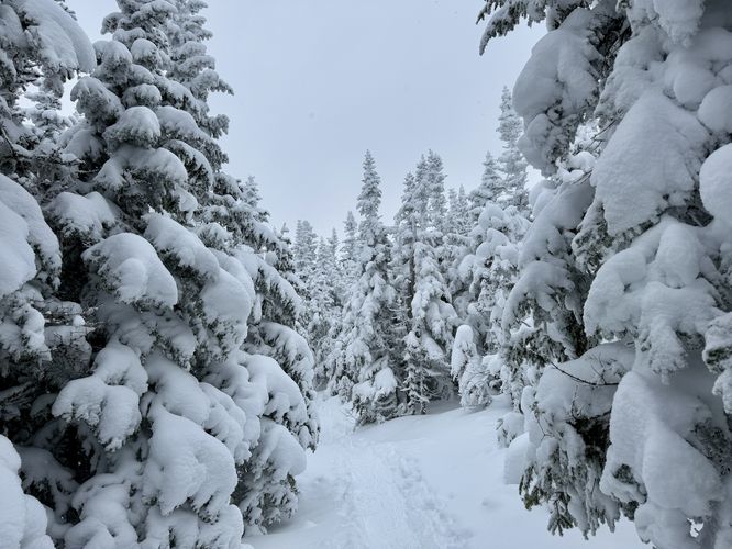 More snow-covered trees snowshoeing to Mt Marcy