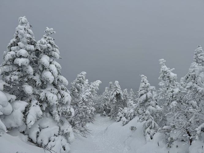 Snowshoeing up Mt Marcy in the clouds with snow-covered trees