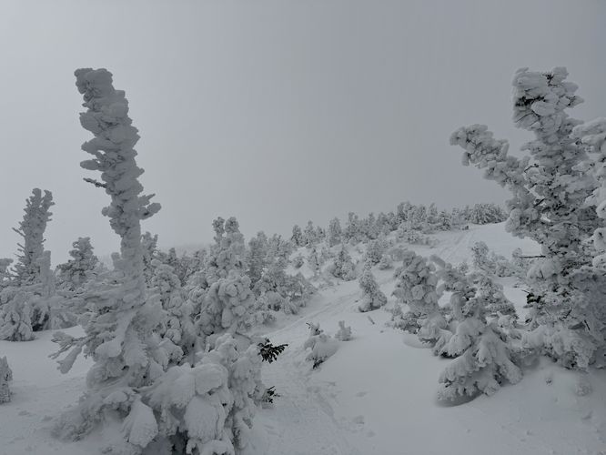 Ascending Mt Marcy in deep snow and buried trees
