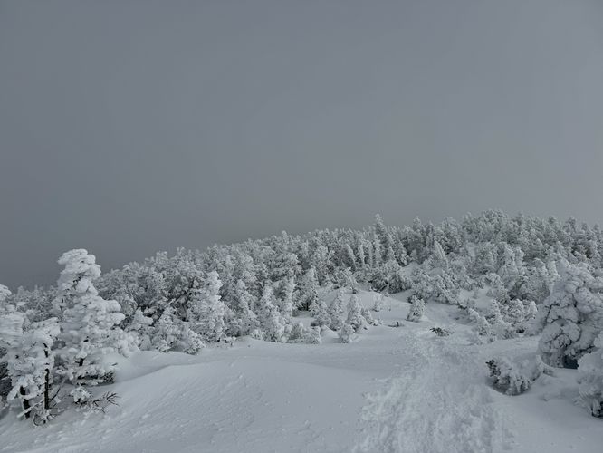 Descending Mt Marcy with snow-buried trees
