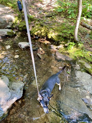 Jax cooled down in the creek