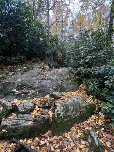 Bedrock amongst the rhododendron on the Appalachian Trail