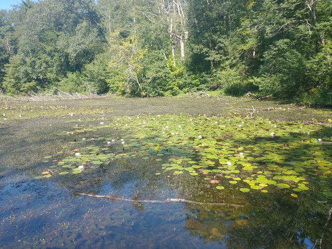 Trailside lily pond 
