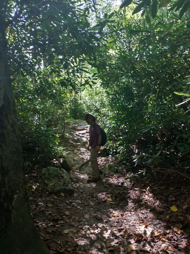 Huge tunnels of Giant Rhodedendrons