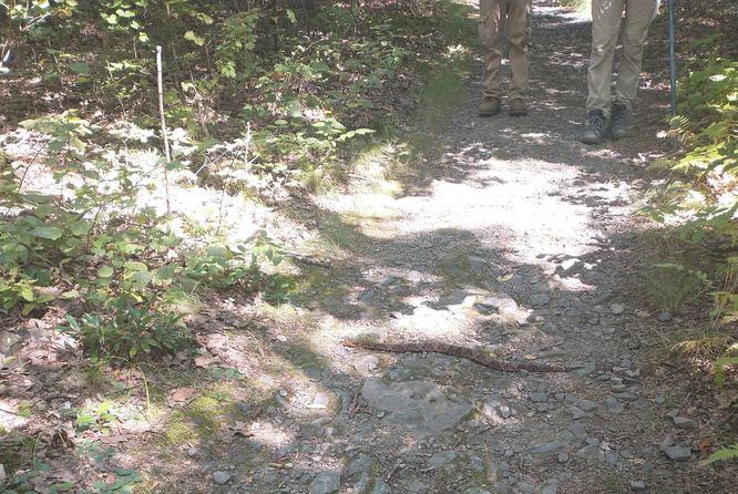 Be careful where you walk in snake habitat 