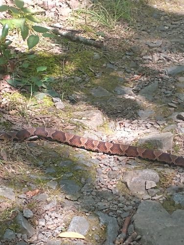 Northern Copperhead 