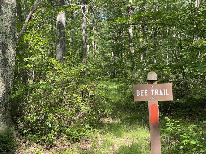 Bee Trail junction