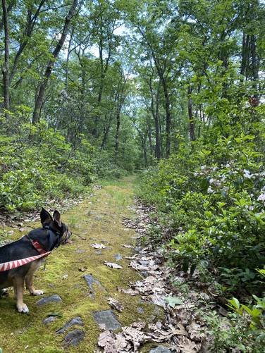 Jax on the trail with mountain laurel