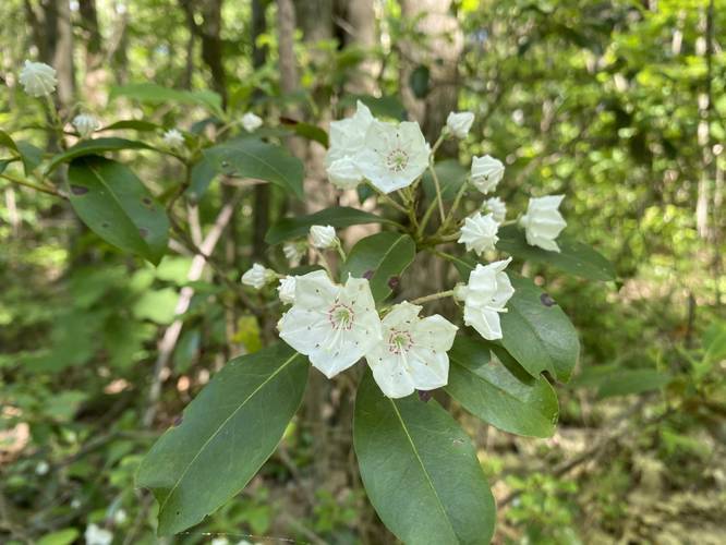 Blooming Mountain Laurel