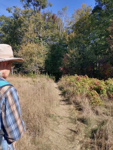 Narrow path that leads through the field into the woods.