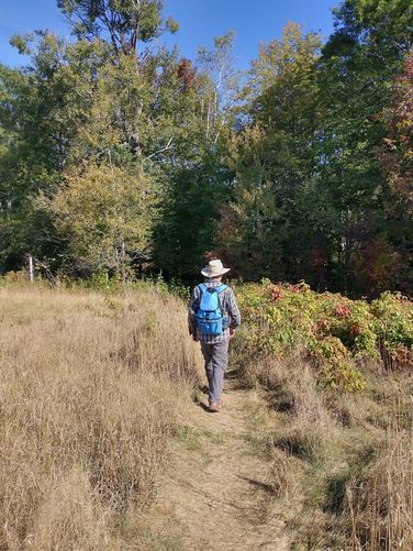 Thick vegetation growing alongside the narrow path to the trail.
