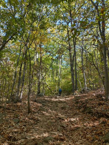 Lovely mixed forest beginning to show the colors of fall.