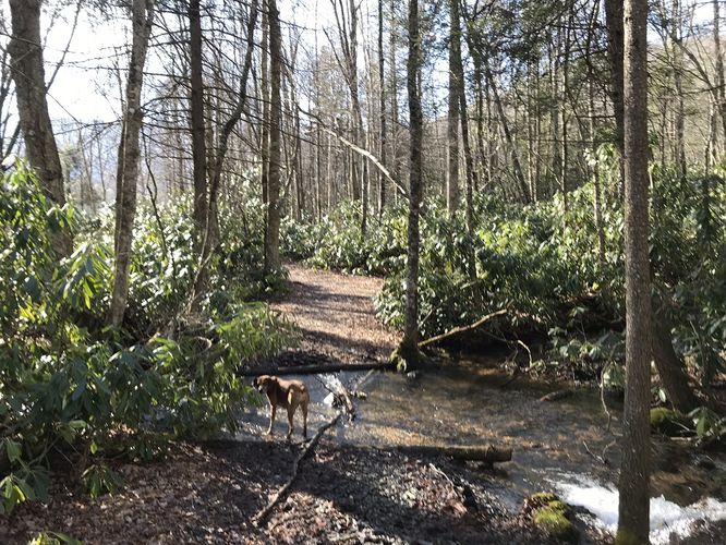 Picture 6 of Mt Rogers and Elk Ridge Hike 022018
