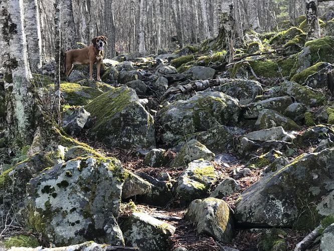 Picture 19 of Mt Rogers and Elk Ridge Hike 022018
