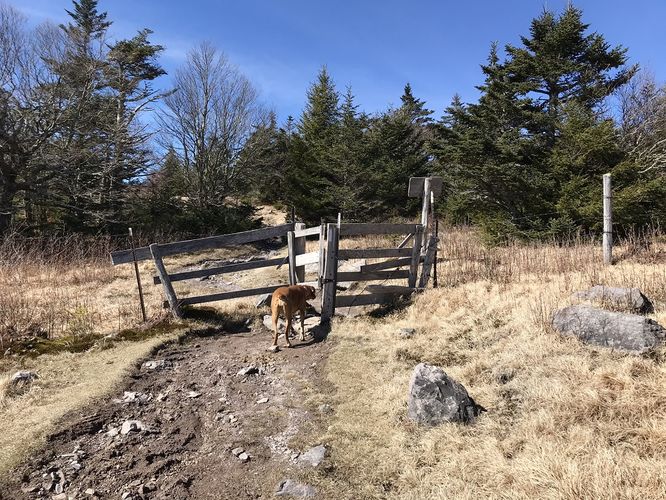 Picture 32 of Mt Rogers and Elk Ridge Hike 022018