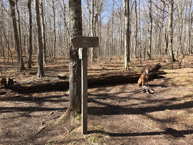 Picture 38 of Mt Rogers and Elk Ridge Hike 022018