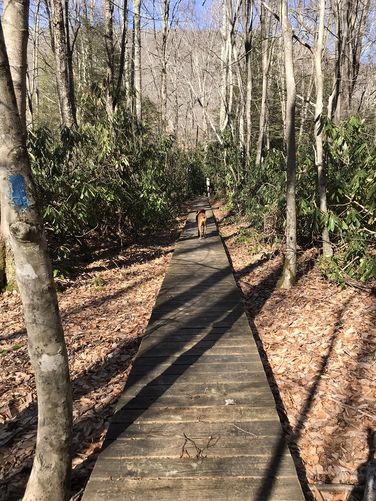 Picture 40 of Mt Rogers and Elk Ridge Hike 022018