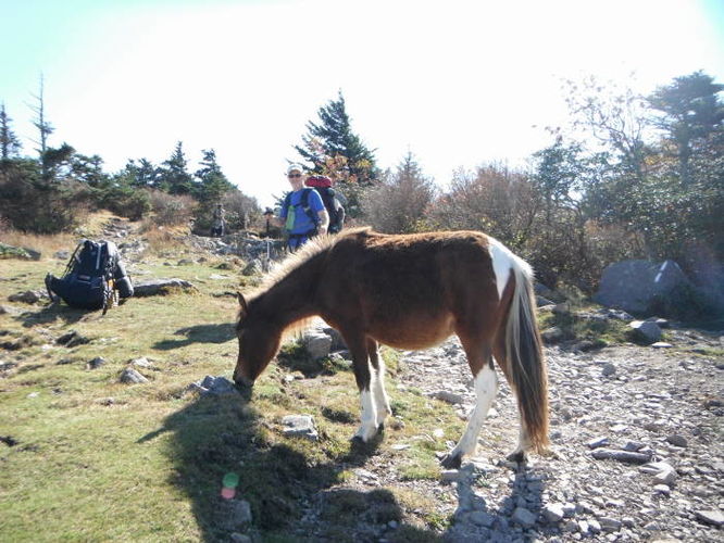Picture 20 of Mt Rogers and Grayson Highlands 100811