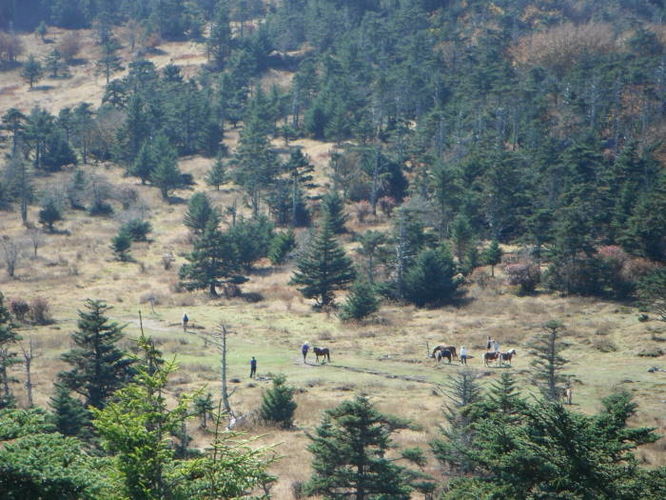 Picture 21 of Mt Rogers and Grayson Highlands 100811