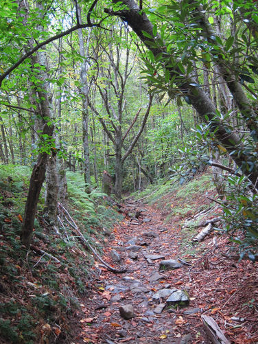 Picture 21 of Mt Rogers and Wilburn Ridge Hike 092514