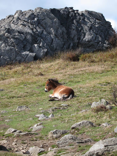 Picture 33 of Mt Rogers and Wilburn Ridge Hike 092514