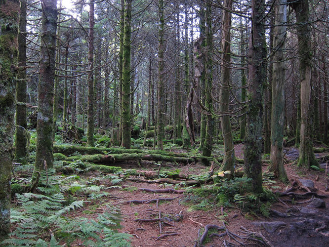 Picture 38 of Mt Rogers and Wilburn Ridge Hike 092514